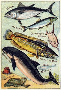 Plate 3: Tunfisk, Sild, Sentrisk nebb, Gammelhavet, Niser, Hvitting, Flis. Gravering i "Syllabary alfabet av sjø- og ferskvannsfisk". Serie A. Pellerin et Cie, trykkerier-utgivere, Epinal, slutten av 1800-tallet. Kromolitografier. Liten 8-siders reklamealb av French School