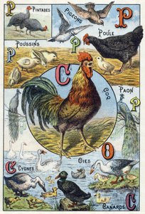 Tallerken 3: perlehøns, duer, kyllinger, høne, hane, påfugl, svaner, gjess, ender. Gravering i "Syllabary alfabet av husdyr og gårdsplass". Serie A. Pellerin et Cie, trykkerier-forlag, Epinal, sent på 1800-tallet. Kromolitografier . Dim: 19,5 av French School