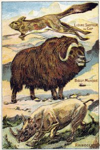 Plate 4: Kappharehopping, moskuskjøtt, neshorn. Gravering i "Syllabary alfabet alle slags rødbeter"". Serie A. Pellerin et Cie, trykkerier-forlag, Epinal, slutten av 1800-tallet. Kromolitografier. Lite 8-siders reklamealbum som inneholder et pensum og av French School