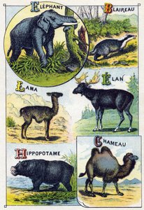 Plate 4: Elefant, Grevling, Lama, Elan, Hippotamus, Kamel. Gravering i "Syllabary alfabet av ville dyr". Serie A. Pellerin et Cie, trykkerier-forlag, Epinal, slutten av 1800-tallet. Kromolitografier . Lite 8-siders reklamealbum som inneholder et pensum av French School