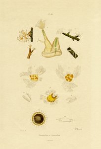 Polyp, 1833-39 av French School