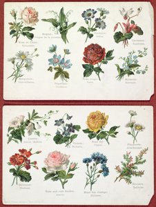 Postkort som viser språket og betydningen av blomster, ca. 1905 av French School