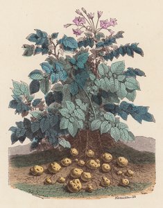 Potetplante (farget gravering) av French School