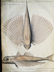 Profil og bakside av bevinget fisk, Big Island, Brasil, akvarell fra loggbok av Jacques Gouin de Beauchesne (1652-1730), kaptein for Compagnie royale de la Mer du Sud, fra 1698 til 1701, Frankrike av French School