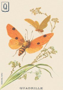 Q: Quadrille (Lithosia quadra eller Lithosie quadrille) av French School