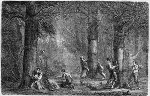 Recolation of the bark of liege oak (oak-liege). Engraving In “” Histoire des plantes”” by Louis Figuier published in “” Le Monde Illustré”” n°399 of 3 December 1864. av French School