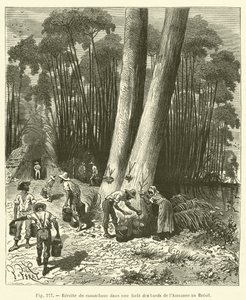 Høsting av gummi i en skog på bredden av Amazonas i Brasil av French School