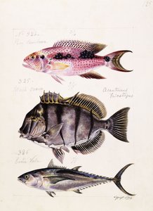 Rey tambova etc, ca. 1850 av French School