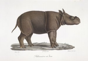 Javan Rhinoceros, fra Natural History of Pattedyr (farge litho) av French School