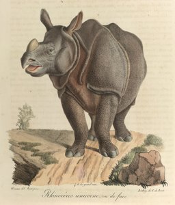 Enhornet neshorn. Et neshorn, fra 