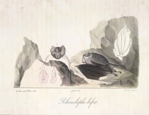 Hestesko flaggermus. Vampyrflaggermus, fra Natural History of Mammals (farge litho) av French School