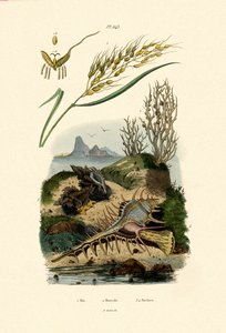 Rice, 1833-39 av French School