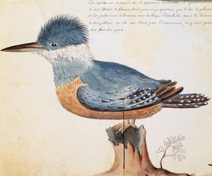Ringed Kingfisher (Megaceryle torquata), Elizabeth Bay, Magellanstredet, akvarell fra loggbok av Jacques Gouin de Beauchesne (1652-1730), kaptein for Compagnie royale de la Mer du Sud, fra 1698 til 1701, Frankrike av French School