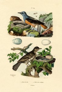Rufous-tailed Rock-trost, Adolf Fries av French School