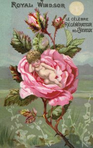 Royal Windsor hårprepareringsannonse med en rose og en baby av French School