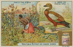 Ruddy Shelduck; andejakt i Afrika av French School