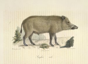 Villsvin, hann, fra Natural History of Mammals (farge litho) av French School