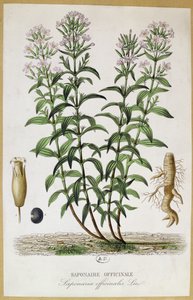 Saponaria officinalis, 1800-tallet (fargegravering) av French School