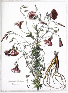 Scamoneum (Scamonium Syriacum) - fra "Samlingen av planter gravert etter ordre fra kong Louis XIV"" av French School