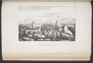 Seler på Saint Paul Island, fra "Utsikt og landskap i jevndøgnsregionene, samlet på en reise rundt om i verden", av Louis Choris av French School