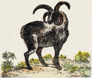 Sau. Gravering i "" Alphabet des animaux sauvages"". 9. serie. Bilder av Epinal, Pellerin, trykkeri-utgiver, ca. 1870. Graveringer på tre, stensilert. 16 sider. Mål: 20 x 15 cm. Privat samling av French School