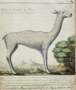 Sau fra Peru (lama eller alpakka) (wc på papir)