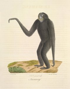 Siamang, from Histoire Naturelle des Mammifères (colour litho)   1349937   no       norwegian Successfully Translated  Original: Saint Germain, LAuxerrois Translat: Saint Germain, L