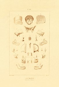 Skjelett, 1833-39 av French School