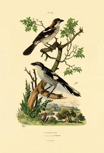 Southern Gray Shrike, 1833-39 av French School