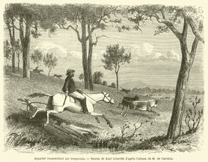 Squatter Gathering His Herds (gravering) av French School