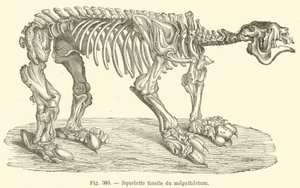Squelette fossile du megatherium (gravering) av French School