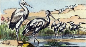 Stork. Gravering i "Buffon Alphabet des Oiseaux n 1". 3. Serie N 1. Avbildning av Epinal, Epinal, sent på 1800-tallet. 16 sider. Mål: 28x21cm av French School