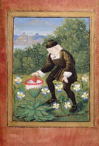 Stowe 955 ff.5v-6 Miniatyr av Pierre Sala som dropper "sitt" hjerte i en margueritt, fra "Petit Livre d