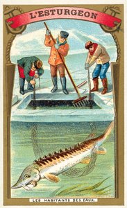 Stør (chromolitho) av French School