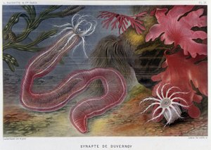 Sunapte de Duvernoy - i ""Le Monde de la Mer"" av Alfred Fredol. utg. Paris, Hachette. av French School