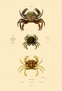Svømmende krabber av French School
