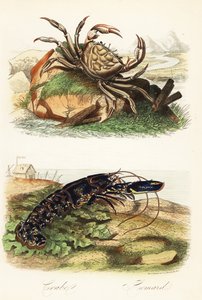 Tasmansk kjempekrabbe, Pseudocarcinus gigas og europeisk hummer, Homarus gammarus av French School