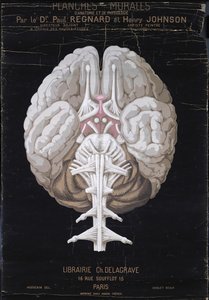 The Brain, fra Planches Murales dAnatomie et de Physiologie av Dr. Paul Regnard og Henry Johnson av French School
