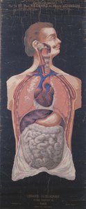 Brystet og magen, fra Planches Murales dAnatomie et de Physiologie av Dr. Paul Regnard og Henry Johnson av French School