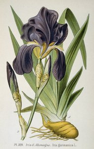 Den tyske irisblomsten av French School