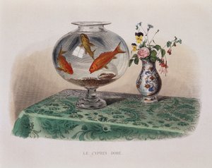 Gullfisken (gullfisk i krukken deres) - i "" Lacepede"" av French School