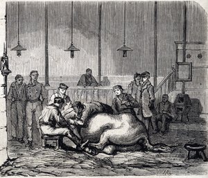 Den nasjonale veterinærskolen i Alfort - Les grandes écoles de France - Veterinærskolen i Maison Alfort i 1866 - Disseksjonsrommet - Gravering i "Le monde illustrious"" fra 1866 av French School