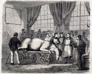 The National veterinary school of Alfort - Les grandes école de france - école veterinaire de maison alfort en 1866 - la salle d