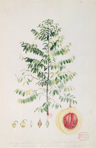 Muskattreet, blomsten og frukten (wc på papir) av French School