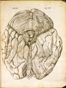 The Structure of the Brain, fra De Homine Figuris av Rene Descartes (1596-1650) utgitt i Haag, 1662 av French School