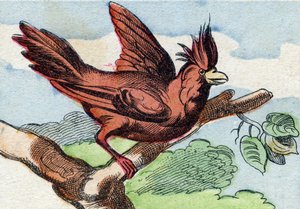 Kardinalen. Gravering i "Buffon Alphabet des Oiseaux n 2". 3. Serie N 2. Avbildning av Epinal, Epinal, sent på 1800-tallet. 16 sider. Mål: 28x21cm av French School