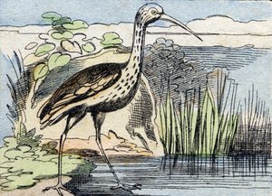 Krøllen . Gravering i "Buffon Alphabet des Oiseaux n 2". 3. Serie N 2. Avbildning av Epinal, Epinal, sent på 1800-tallet. 16 sider. Mål: 28x21cm av French School