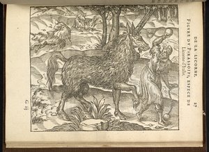 Jakten på en tvillinghornet enhjørning (en pirassoipi.) fra 'Discours d'Ambroise Pare...', Paris 1582 (gravering) av French School