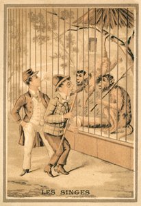 Apene (chromolitho) av French School