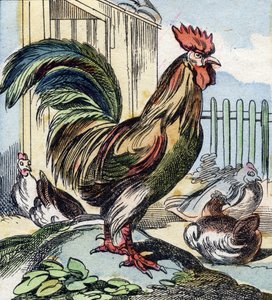 Hanen. Gravering i "Buffon Alphabet des Oiseaux n 2". 3. Serie N 2. Avbildning av Epinal, Epinal, sent på 1800-tallet. 16 sider. Mål: 28x21cm av French School